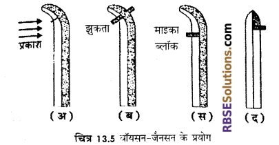 RBSE Solutions for Class 12 Biology Chapter 13 पादप वृद्धि 2
