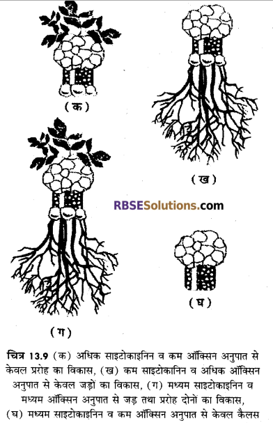 RBSE Solutions for Class 12 Biology Chapter 13 पादप वृद्धि 21