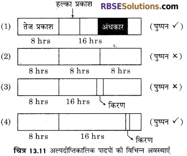 RBSE Solutions for Class 12 Biology Chapter 13 पादप वृद्धि 22