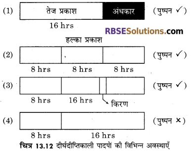 RBSE Solutions for Class 12 Biology Chapter 13 पादप वृद्धि 23