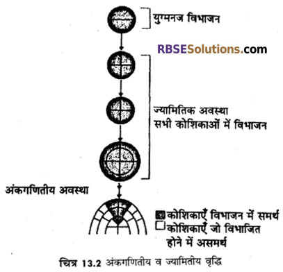 RBSE Solutions for Class 12 Biology Chapter 13 पादप वृद्धि 8