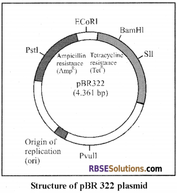RBSE Solutions for Class 12 Biology Chapter 15 Genetic Engineering img 1