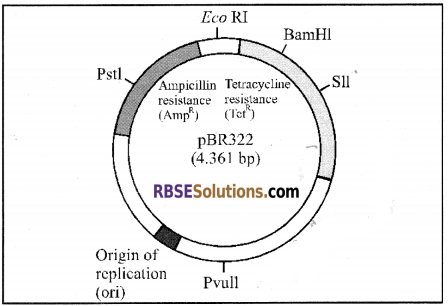 RBSE Solutions for Class 12 Biology Chapter 15 Genetic Engineering img 10