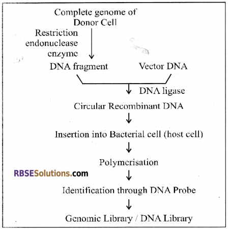 RBSE Solutions for Class 12 Biology Chapter 15 Genetic Engineering img 2