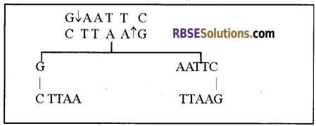 RBSE Solutions for Class 12 Biology Chapter 15 Genetic Engineering img 3