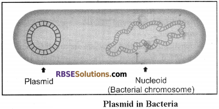 RBSE Solutions for Class 12 Biology Chapter 15 Genetic Engineering img 4