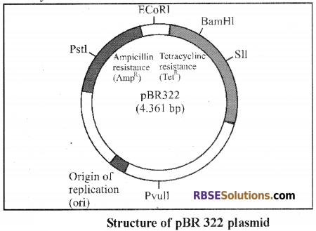 RBSE Solutions for Class 12 Biology Chapter 15 Genetic Engineering img 5