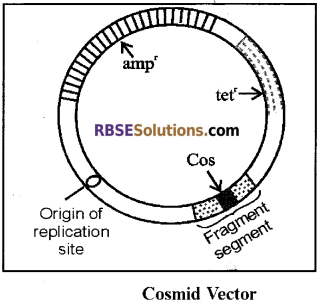 RBSE Solutions for Class 12 Biology Chapter 15 Genetic Engineering img 7