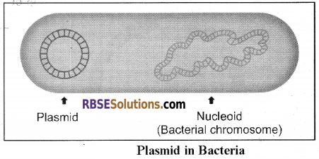 RBSE Solutions for Class 12 Biology Chapter 15 Genetic Engineering img 9