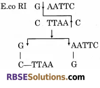 RBSE Solutions for Class 12 Biology Chapter 15 आनुवंशिक अभियांत्रिकी 3