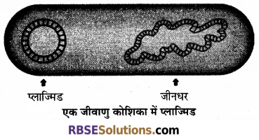RBSE Solutions for Class 12 Biology Chapter 15 आनुवंशिक अभियांत्रिकी 6