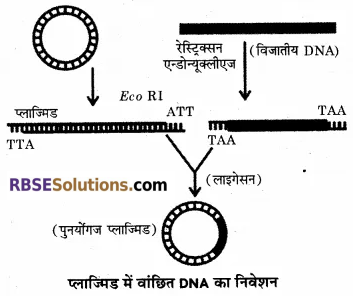 RBSE Solutions for Class 12 Biology Chapter 15 आनुवंशिक अभियांत्रिकी 7