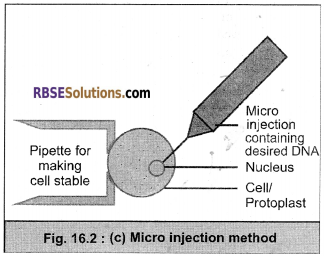 RBSE Solutions for Class 12 Biology Chapter 16 Plant Tissue Culture img 5