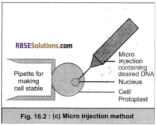 RBSE Solutions for Class 12 Biology Chapter 16 Plant Tissue Culture img 9