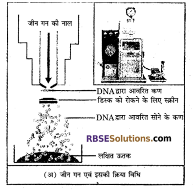 RBSE Solutions for Class 12 Biology Chapter 16 पादप ऊतक संवर्धन 1