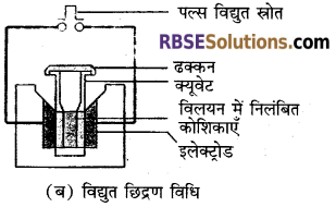 RBSE Solutions for Class 12 Biology Chapter 16 पादप ऊतक संवर्धन 2