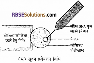 RBSE Solutions for Class 12 Biology Chapter 16 पादप ऊतक संवर्धन 3