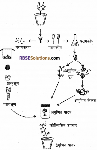 RBSE Solutions for Class 12 Biology Chapter 16 पादप ऊतक संवर्धन 4