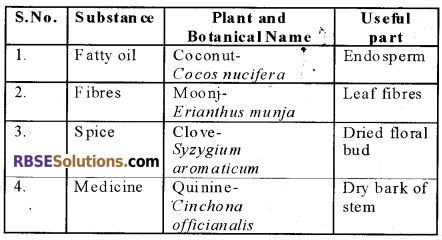 RBSE Solutions for Class 12 Biology Chapter 18 Oil, Fibres, Spices and Medicine Producing Plants img 1