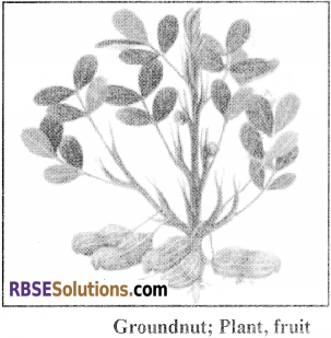 RBSE Solutions for Class 12 Biology Chapter 18 Oil, Fibres, Spices and Medicine Producing Plants img 11