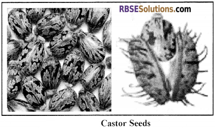 RBSE Solutions for Class 12 Biology Chapter 18 Oil, Fibres, Spices and Medicine Producing Plants img 13