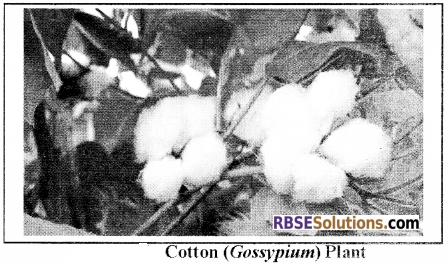 RBSE Solutions for Class 12 Biology Chapter 18 Oil, Fibres, Spices and Medicine Producing Plants img 2