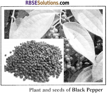 RBSE Solutions for Class 12 Biology Chapter 18 Oil, Fibres, Spices and Medicine Producing Plants img 6