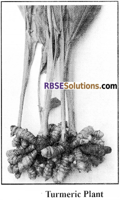RBSE Solutions for Class 12 Biology Chapter 18 Oil, Fibres, Spices and Medicine Producing Plants img 7
