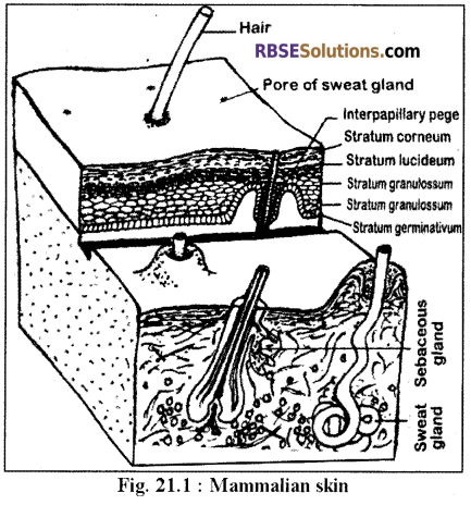 RBSE Solutions for Class 12 Biology Chapter 21 Human Integumentary System 1