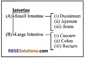 RBSE Solutions for Class 12 Biology Chapter 22 Man-Digestive System 4