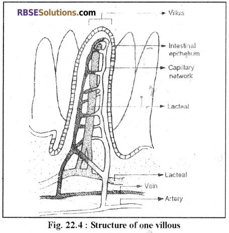 RBSE Solutions for Class 12 Biology Chapter 22 Man-Digestive System 6