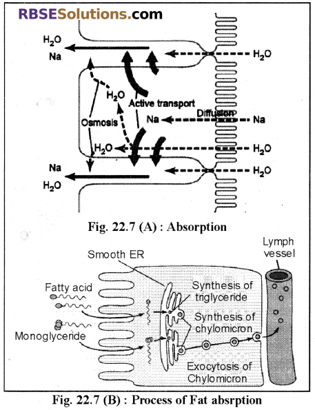 RBSE Solutions for Class 12 Biology Chapter 22 Man-Digestive System 7