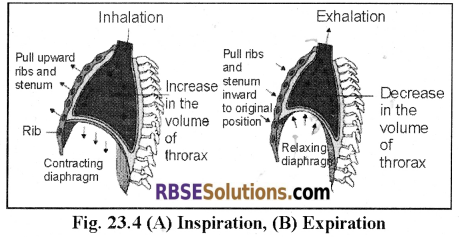 RBSE Solutions for Class 12 Biology Chapter 23 Man-Respiratory System 1