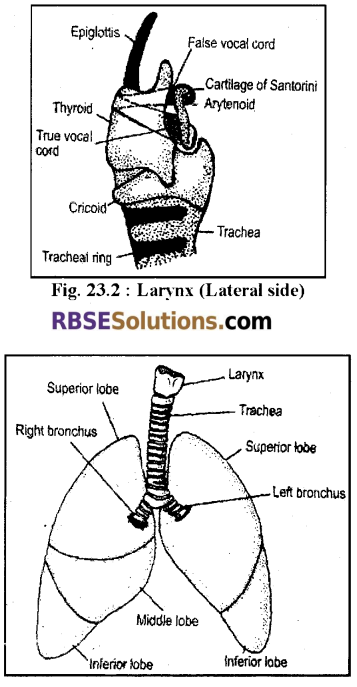 RBSE Solutions for Class 12 Biology Chapter 23 Man-Respiratory System 2