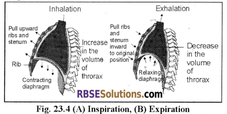 RBSE Solutions for Class 12 Biology Chapter 23 Man-Respiratory System 4