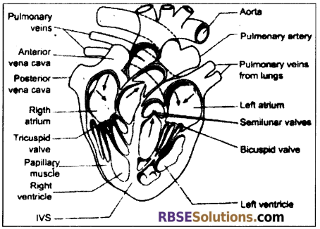 RBSE Solutions for Class 12 Biology Chapter 24 Man-Blood Vascular, System 13