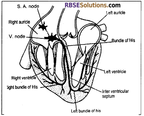 RBSE Solutions for Class 12 Biology Chapter 24 Man-Blood Vascular, System 14