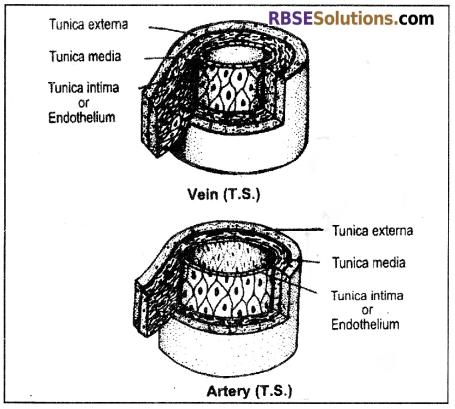 RBSE Solutions for Class 12 Biology Chapter 24 Man-Blood Vascular, System 8