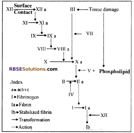 RBSE Solutions for Class 12 Biology Chapter 24 Man-Blood Vascular, System 9