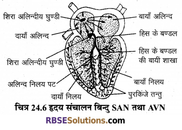 RBSE Solutions for Class 12 Biology Chapter 24 मानव का रक्त परिसंचरण तंत्र 1