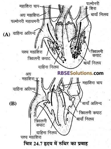 RBSE Solutions for Class 12 Biology Chapter 24 मानव का रक्त परिसंचरण तंत्र 2