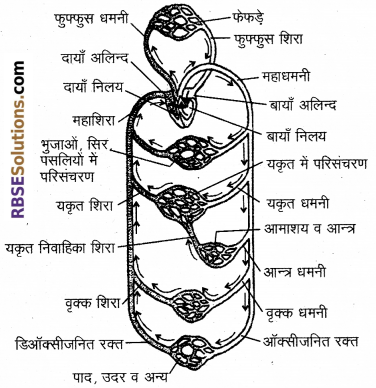 RBSE Solutions for Class 12 Biology Chapter 24 मानव का रक्त परिसंचरण तंत्र 3