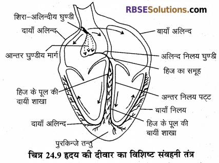 RBSE Solutions for Class 12 Biology Chapter 24 मानव का रक्त परिसंचरण तंत्र 4