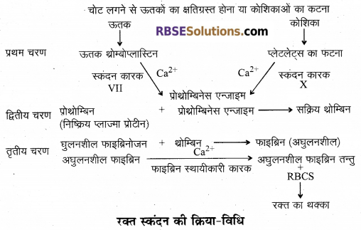 RBSE Solutions for Class 12 Biology Chapter 24 मानव का रक्त परिसंचरण तंत्र 6
