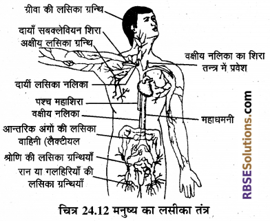 RBSE Solutions for Class 12 Biology Chapter 24 मानव का रक्त परिसंचरण तंत्र 7