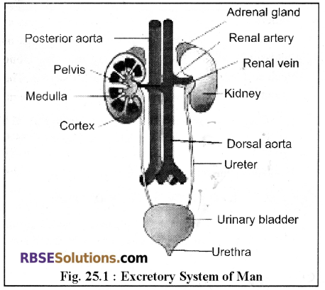 RBSE Solutions for Class 12 Biology Chapter 25 Man-Excretory System 2