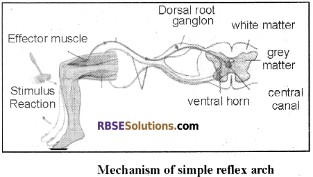 RBSE Solutions for Class 12 Biology Chapter 26 Man-Nervous System img 1