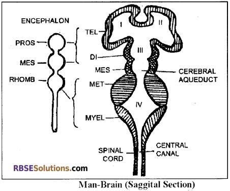 RBSE Solutions for Class 12 Biology Chapter 26 Man-Nervous System img 3