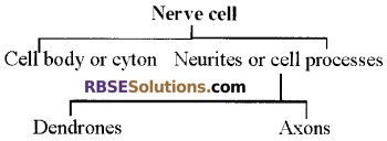 RBSE Solutions for Class 12 Biology Chapter 26 Man-Nervous System img 4