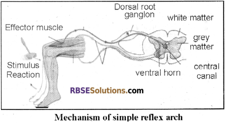 RBSE Solutions for Class 12 Biology Chapter 26 Man-Nervous System img 5